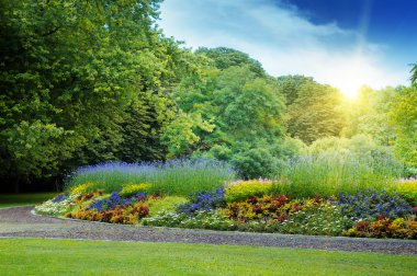 zonsopgang in mooie zomerse park