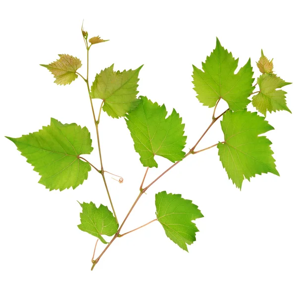 Folhas de uva isoladas sobre fundo branco — Fotografia de Stock