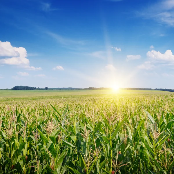 Napkelte a kukoricaföldön — Stock Fotó