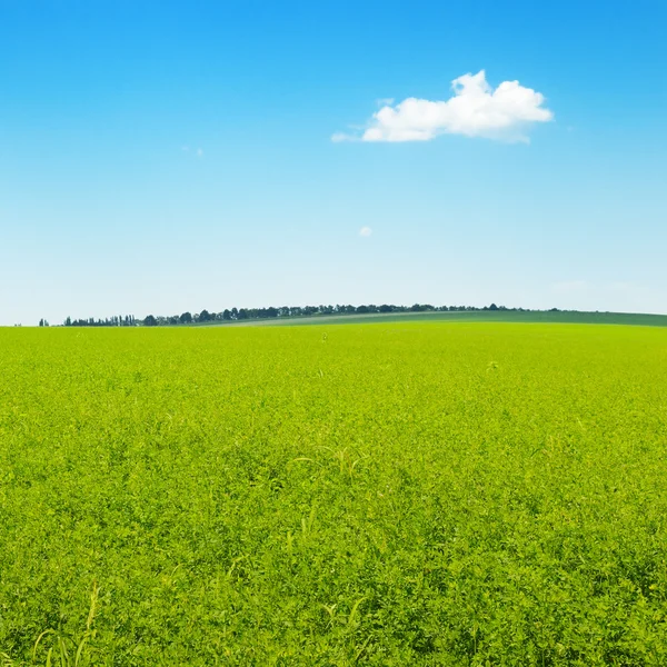 Malerisches grünes Feld und blauer Himmel — Stockfoto