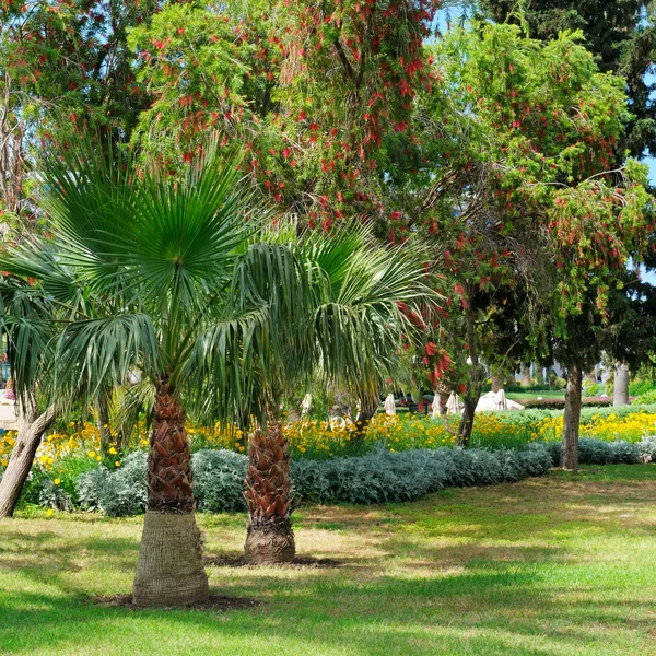 Tropické palmy a zelený trávník — Stock fotografie