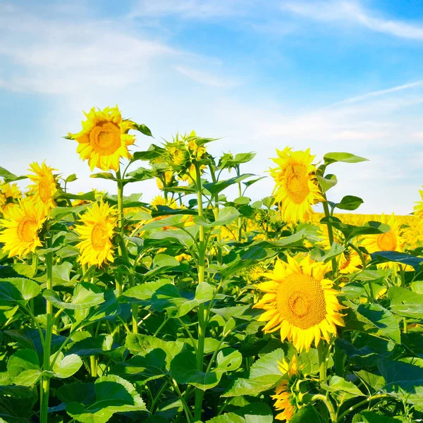 Veld Van Bloeiende Zonnebloemen Een Achtergrond Van Blauwe Lucht — Stockfoto