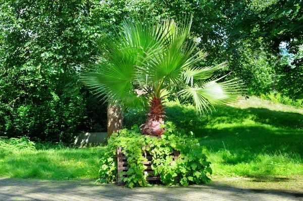 Palmeira Tropical Plantador Madeira Jardim Verão — Fotografia de Stock