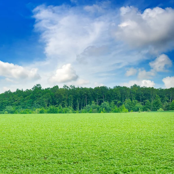 Grüne Sojabohnen Und Blauer Bewölkter Himmel Agrarlandschaft — Stockfoto