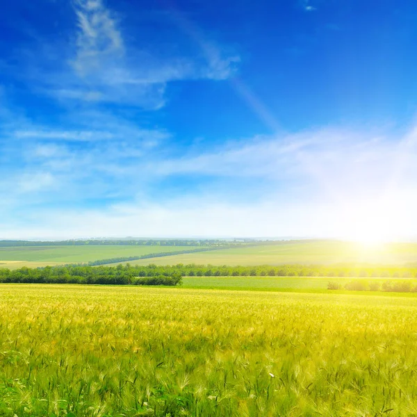 Vetefält Och Blå Himmel Med Sol — Stockfoto