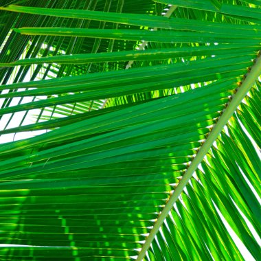 Mavi arkaplanda yeşil palmiye ya da hindistan cevizi ağacı yaprakları.