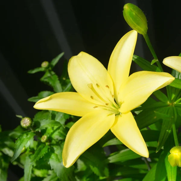 Yellow Elegant Lily Flower Garden Beautiful Background Postcards — Stock Photo, Image