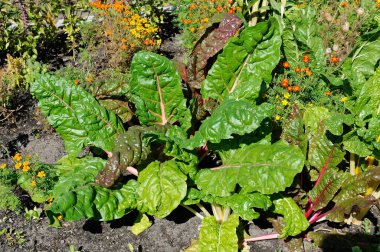 Çiçek açan bitkilerin arasında kırmızı pancarlar ön bahçede..