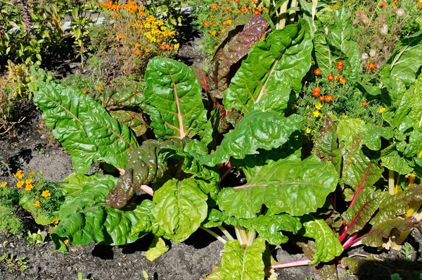 Betteraves Rouges Dans Jardin Avant Parmi Les Plantes Fleurs — Photo