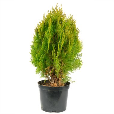Thuja bahçe çalı beyaz arka planda izole bir tencerede