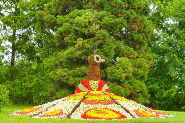 Alman Çiçek Adası Insel Mainau Çiçek Tavus Kuşu — Stok fotoğraf