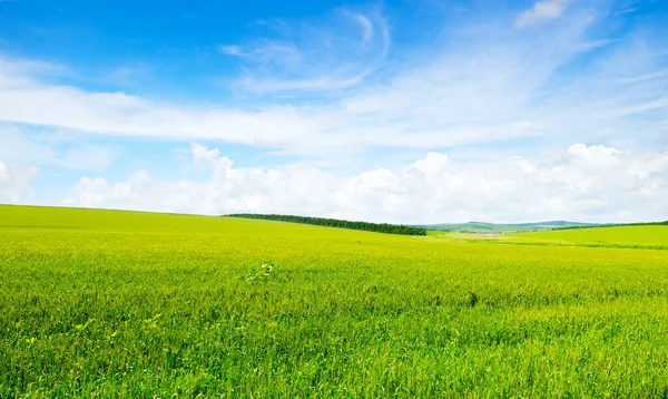 Campos Trigo Céu Azul Paisagens Rurais — Fotografia de Stock