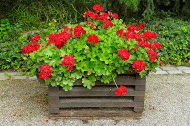 Şehir bahçesindeki saksılarda Pelargonium.