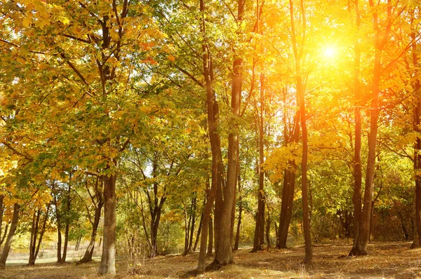 Beautiful Autumn Park Yellow Trees Sunny Weather — Stock Photo, Image