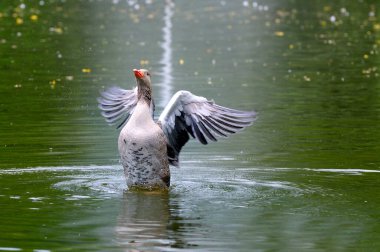 Gri kaz, gölde süzülen kanatları ile