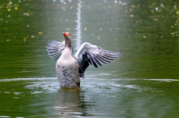 Šedá Husa Roztaženými Křídly Šplouchající Jezero — Stock fotografie