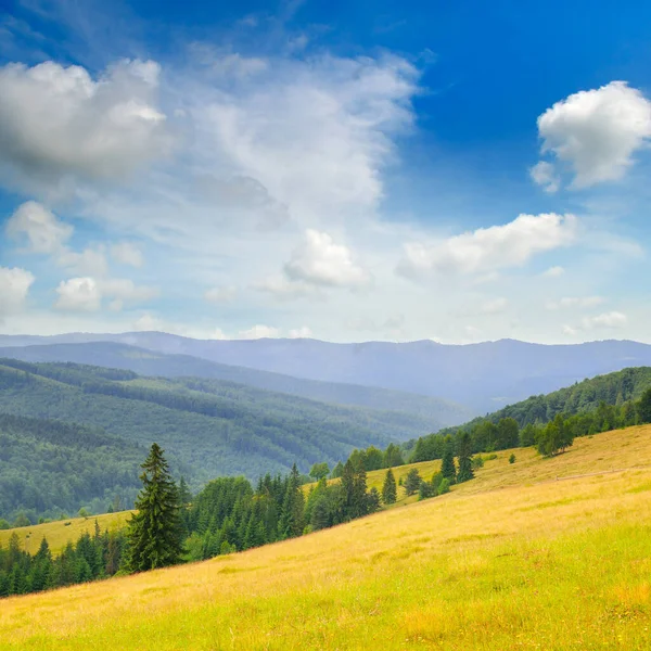Carpathian Mountains Grassy Meadows Forested Hill Concept Vacation Travel — Stock Photo, Image