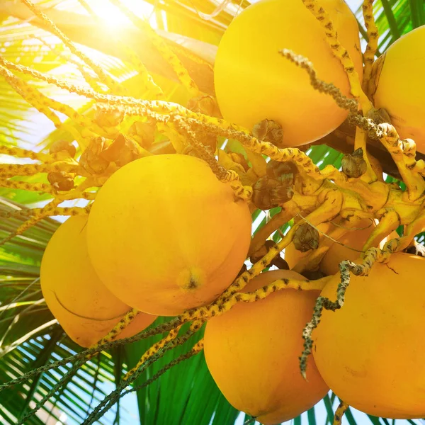 Palmeira Tropical Com Coco Amarelo Sol Céu Azul Viajar Para — Fotografia de Stock