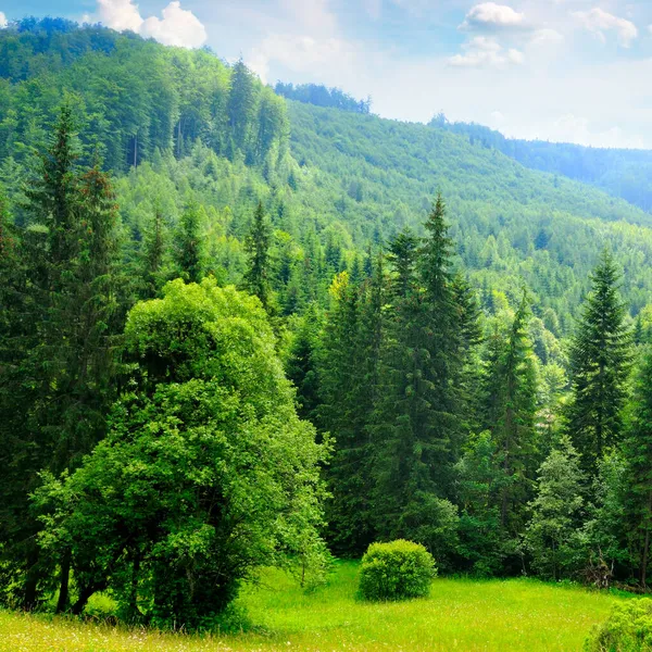 Karpaten Grazige Weiden Beboste Heuvel Concept Vakantie Reizen — Stockfoto