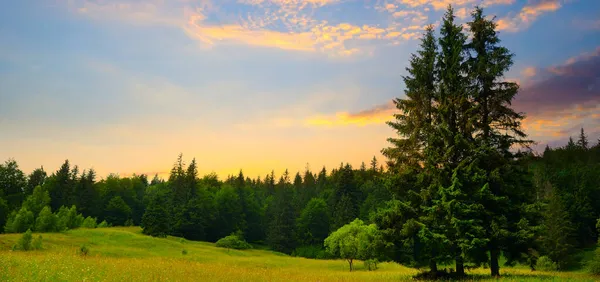Великолепный Восход Солнца Горах Цветы Травянистых Лугах Лесистых Холмах Широкий — стоковое фото