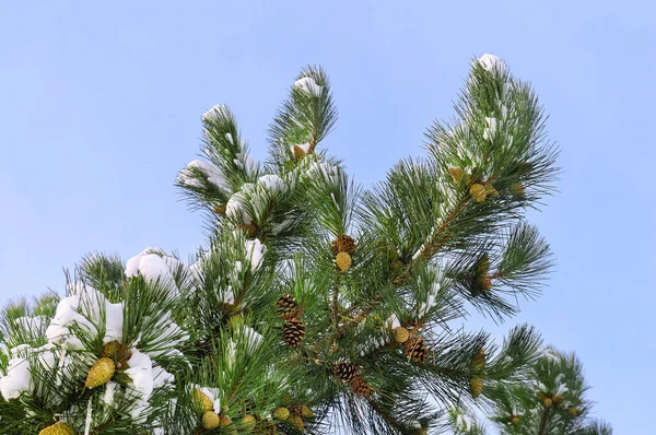 Pine Branch Cones Snow Blue Sky — Stock Photo, Image