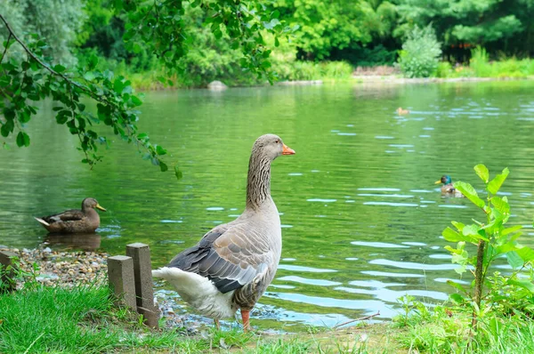 Gray Goose Stands Bank Pond City Garden — Stock Photo, Image