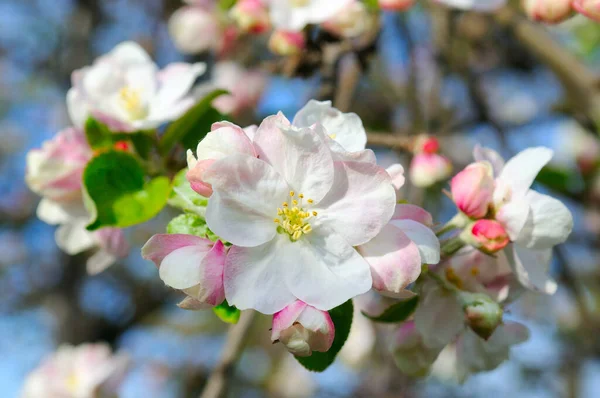 Rama Grande Con Flores Manzano Blanco Rosa Plena Floración Cielo — Foto de Stock