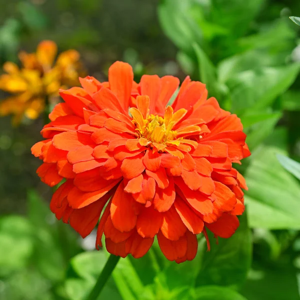 Bela Flor Zinnia Vermelho Florescido Elegans Folhas Verdes Jardim — Fotografia de Stock