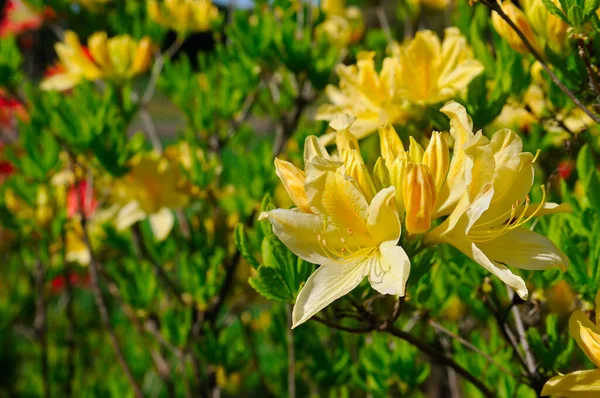Yellow Flowers Rhododendron Background Summer Garden Shallow Depth Field Focus — Stock Photo, Image