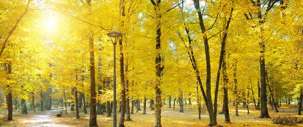 Schöner Herbstpark Mit Den Gelben Bäumen Bei Sonnigem Wetter Großes — Stockfoto