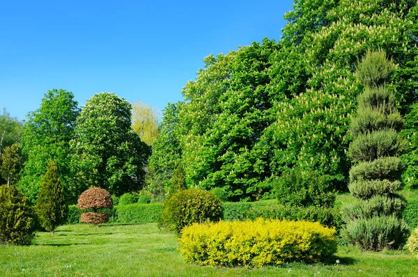 Hermoso Jardín Urbano Con Coníferas Castañas Florecientes Prado Verde Paisaje —  Fotos de Stock