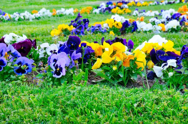 多色の紫色の花 春の花の背景 花壇の花の心臓病 フィールドの浅い深さ — ストック写真