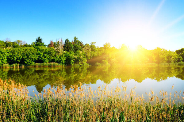 Panorama of a magnificent sunrise on the lake, with reeds and trees reflecting in the water.