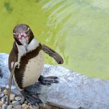 Hayvanat bahçesindeki havuzun yanındaki kumsalda tatlı bir penguen.