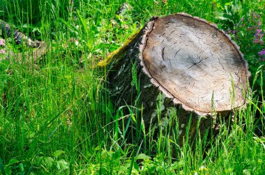 yeşil çim veya graden üzerinde güdük