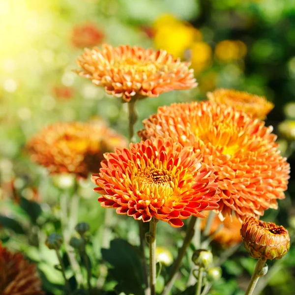 Achtergrond Van Geel Oranje Chrysanten Close Fel Zonlicht Herfst Bloemen — Stockfoto