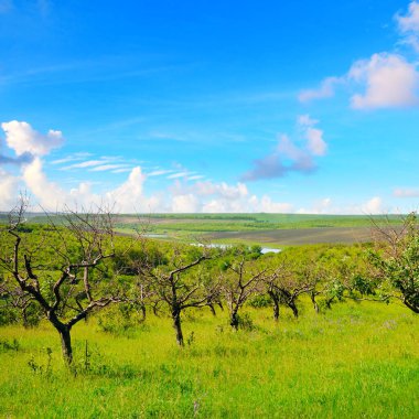 Tepelerinde eski ağaçlar olan terk edilmiş bir meyve bahçesi..