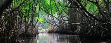 Tropikal nehir ve mangrov yağmur ormanlarıyla orman manzarasının gerçek üstü güzelliği. Güneşle aydınlatılıyor. Sri Lanka doğası ve seyahat yerleri. Geniş resim.