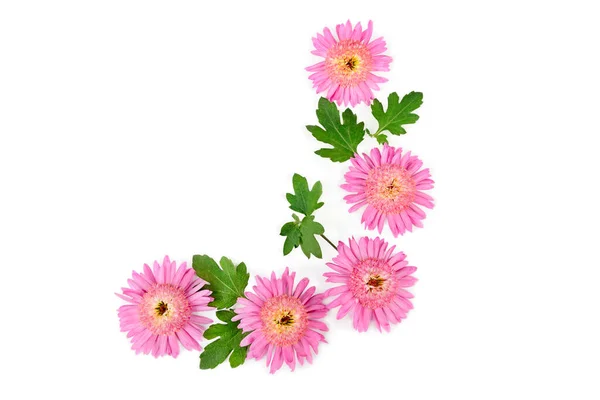 Flores Crisantemo Rosa Aisladas Sobre Fondo Blanco Espacio Libre Para —  Fotos de Stock