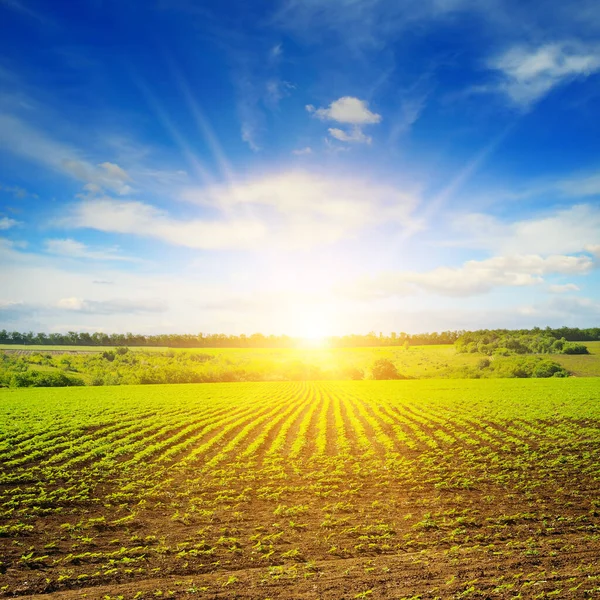 Junge Triebe Von Sonnenblumen Auf Dem Feld Und Sonnenaufgang Blauen — Stockfoto