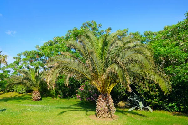 Palm Tree Green Grass Lawn Concept Vacation Travel — Stock Photo, Image