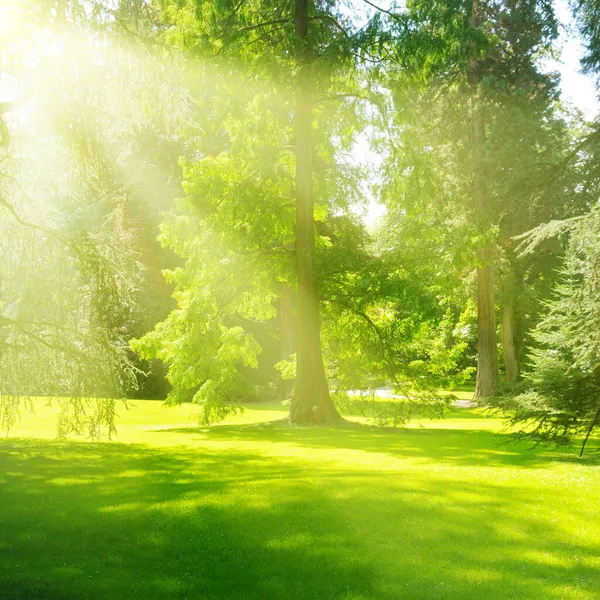 Schöner Wald Frühling Mit Strahlendem Sonnenschein Durch Die Bäume — Stockfoto