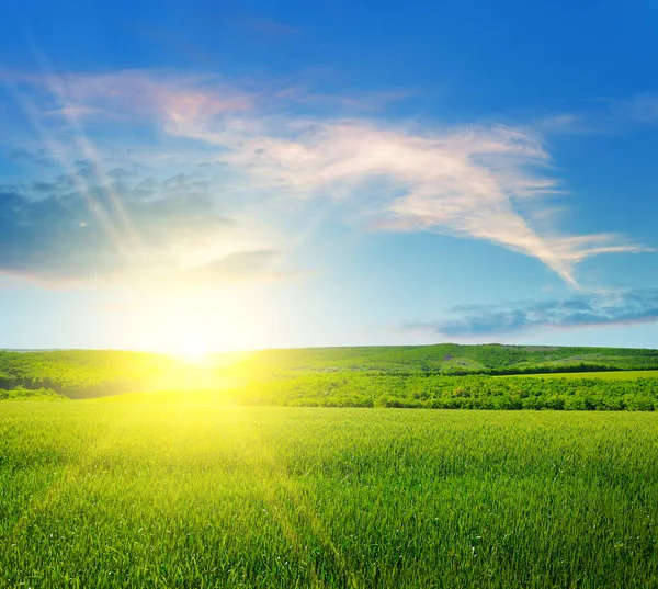 Groene Tarweveld Heldere Zonsopgang Aan Horizon — Stockfoto