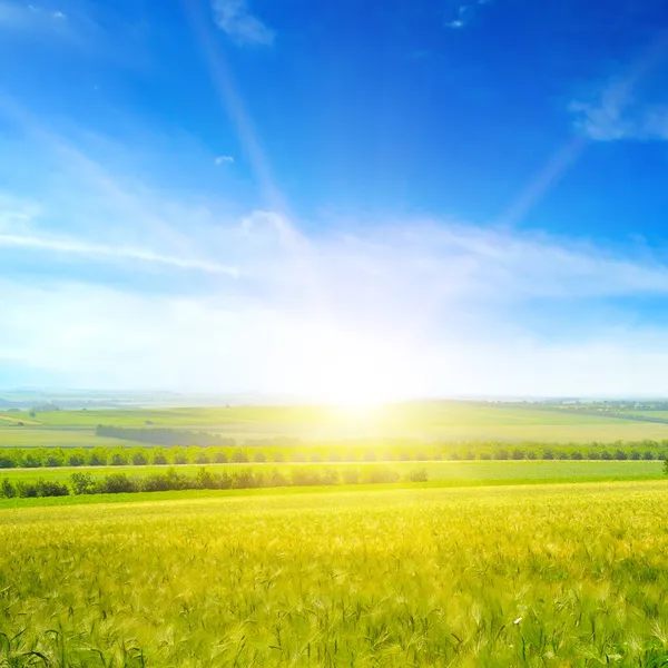 Grünes Weizenfeld Und Strahlender Sonnenaufgang Über Dem Horizont — Stockfoto