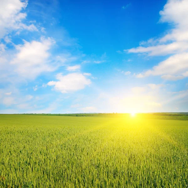 Weizenfeld Und Strahlender Sonnenaufgang Über Dem Horizont — Stockfoto