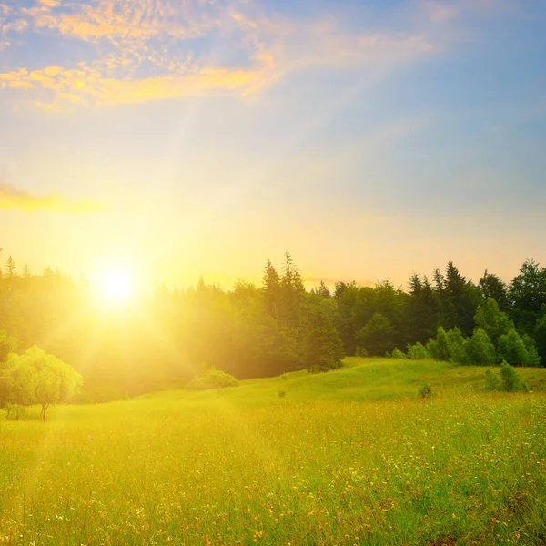 Grasveld Met Bloeiende Kruiden Naaldbos Zonsondergang Prachtig Zomers Landschap — Stockfoto