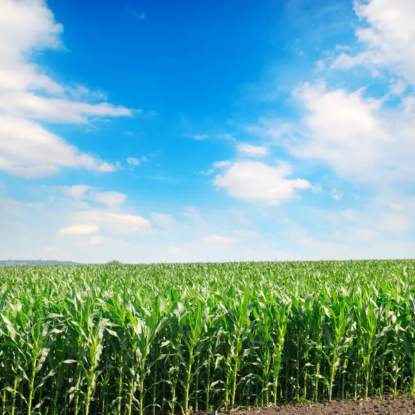 Campo Mais Cielo Con Belle Nuvole — Foto Stock