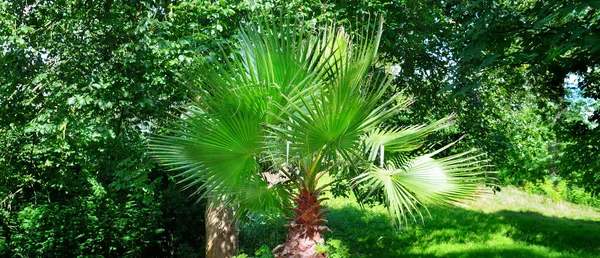 Palmeira Tropical Plantador Madeira Jardim Verão Foto Larga — Fotografia de Stock