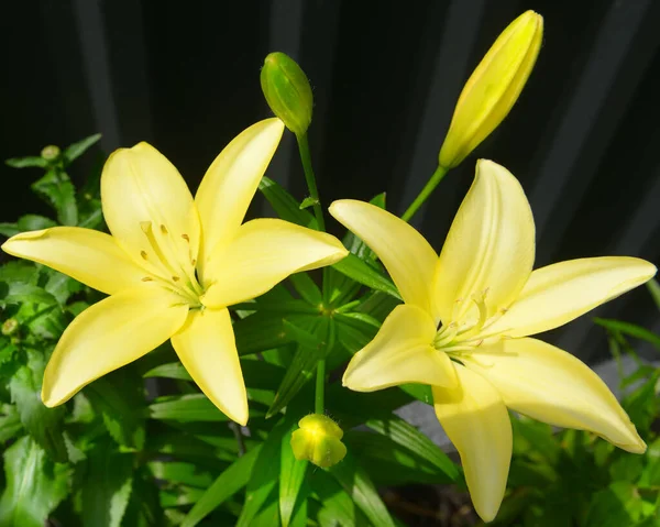 Beautiful Yellow Lily Flower Green Leaves Background — Stock Photo, Image