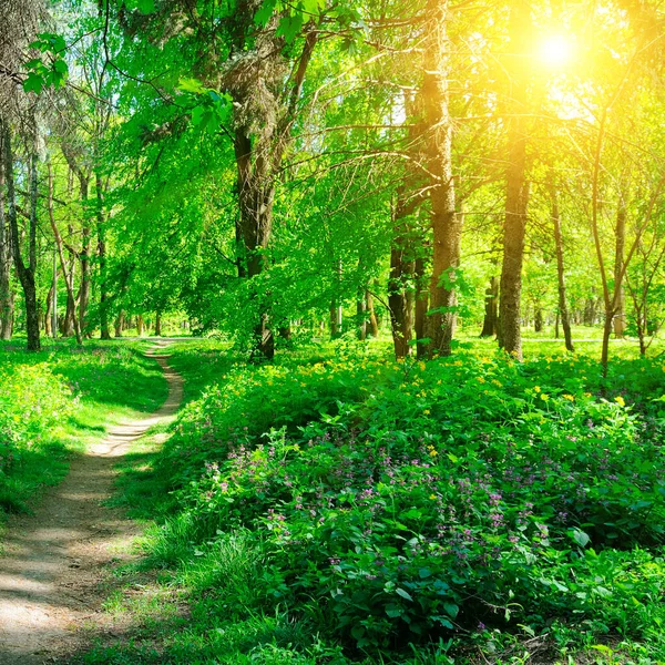 Parlak güneşin altında bir bahar ormanının içinden geçen yol. Sığ alan derinliği.